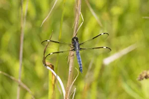 Spangled Skimmer (Libellula cyanea) male Glass Lizard Fen Ripley Co. MO Spangled Skimmer (Libellula cyanea) male Glass Lizard Fen Ripley Co. MO