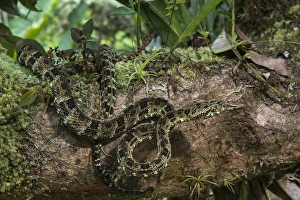 Speckled forest-pitviper (Bothriopsis taeniata)Amazon, ECUADOR. Vivarium ID # 3348 Speckled forest-pitviper (Bothriopsis taeniata)Amazon, ECUADOR. Vivarium ID # 3348