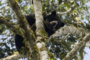 Spectacled or Andean Bear (Tremarctos ornatus) wild adolescent male feeding on fruiting Spectacled or Andean Bear (Tremarctos ornatus) wild adolescent male feeding on fruiting