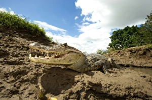 Spectacled Caiman (Caiman crocodilus), Costa Rica Spectacled Caiman (Caiman crocodilus), Costa Rica