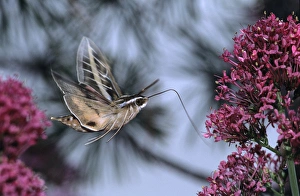 Sphinx Moth (Hyles lineata) on a Valerian. Salt Lake City, Utah Sphinx Moth (Hyles lineata) on a Valerian. Salt Lake City, Utah