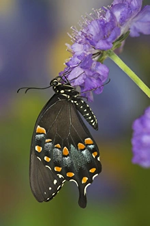 Spicebush Swallowtail Butterfly, Papilio troilus Spicebush Swallowtail Butterfly, Papilio troilus