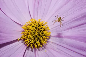 Images Dated 29th August 2005: Spider on garden flower, Haliburton, Ontario