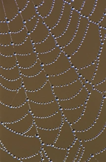 Spider Web, web with dew, The Inn at Chachalaca Bend, Cameron County, Rio Grande Valley Spider Web, web with dew, The Inn at Chachalaca Bend, Cameron County, Rio Grande Valley