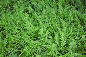 Spinulose Woodferns, Dryopteris carthusiana, Cades Cove, Great Smoky Mountains National Park Spinulose Woodferns, Dryopteris carthusiana, Cades Cove, Great Smoky Mountains National Park