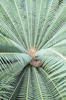 <b class=qtipBold><figcaption>Spiny Dioon, Cycads, USA</figcaption></b><br><em>© Lisa Engelbrecht / DanitaDelimont.com</em> Spiny Dioon, Cycads, USA