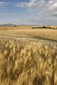 Spokane County, field of 6 Row Barley ripening in the afternoon sun Spokane County, field of 6 Row Barley ripening in the afternoon sun