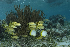 Spotfin Butterflyfish (Chaetodon ocellatus) & French Grunt (Haemulon flavolineatum) Spotfin Butterflyfish (Chaetodon ocellatus) & French Grunt (Haemulon flavolineatum)