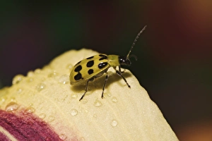 Spotted Cucumber Beetle on hybrid daylily Crinoceris duodecimpunctata Spotted Cucumber Beetle on hybrid daylily Crinoceris duodecimpunctata