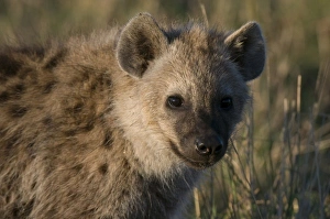 Spotted Hyaena cub (Crocuta crocuta), Masai Mara National Reserve, Kenya Spotted Hyaena cub (Crocuta crocuta), Masai Mara National Reserve, Kenya