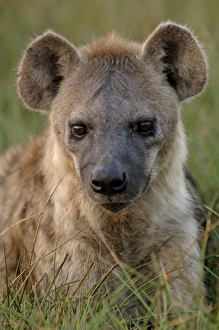 Spotted hyena (Crocuta crocuta) Mombo area, Chiefs Island. Okavango Delta. BOTSWANA Spotted hyena (Crocuta crocuta) Mombo area, Chiefs Island. Okavango Delta. BOTSWANA