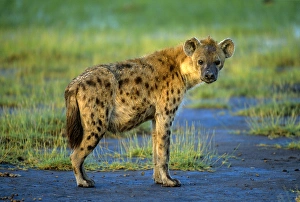 A spotted hyena in the Ngorongoro Crater, East Africa A spotted hyena in the Ngorongoro Crater, East Africa