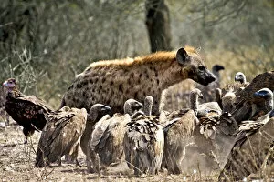 Images Dated 4th September 2010: Spotted hyenas (Crocuta crocuta) and vultures scavenging on a carcass in Kruger National Park