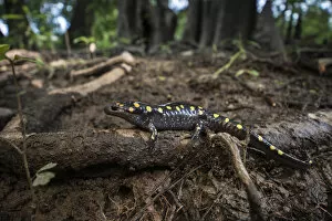 Images Dated 31st July 2014: Spotted Salamander (Ambystoma maculatum) CAPTIVE. The Orianne Indigo Snake Preserve, Telfair County