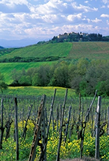 A sprawling vineyard in the rolling hills of Tuscany, Italy A sprawling vineyard in the rolling hills of Tuscany, Italy