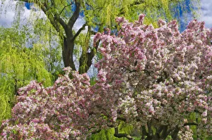 Spring blossoms at the Public Garden, Boston, Massachusetts USA Spring blossoms at the Public Garden, Boston, Massachusetts USA