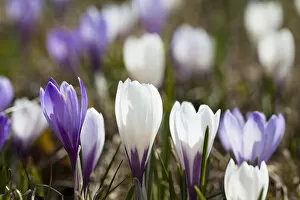 Images Dated 19th May 2010: Spring crocus (Crocus vernus) is a harbinger of spring in the high mountains of the alps