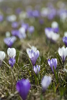 Images Dated 19th May 2010: Spring crocus (Crocus vernus) is a harbinger of spring in the high mountains of the alps
