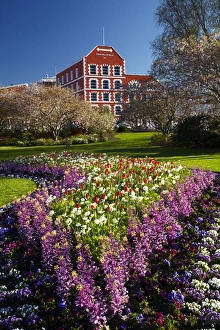 Spring flowers and historic Crown Mills Building, Dunedin, Otago, South Island, New Spring flowers and historic Crown Mills Building, Dunedin, Otago, South Island, New
