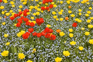 Spring in Herastrau Park in the City center of Bucharest. Herastrau is the biggest Spring in Herastrau Park in the City center of Bucharest. Herastrau is the biggest