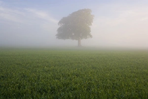 Spring tree in field, Gloucestershire, England, UK Spring tree in field, Gloucestershire, England, UK