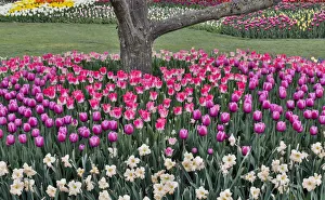 Spring tulip garden in full bloom around cherry tree, Skagit Valley, Washington State Spring tulip garden in full bloom around cherry tree, Skagit Valley, Washington State