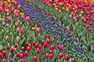 Spring tulip garden in full bloom with grape hyacinths, Skagit Valley, Washington State Spring tulip garden in full bloom with grape hyacinths, Skagit Valley, Washington State