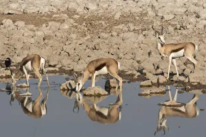 Three Springbok, Antidorcas marsupialis, pause to drink at the Okaukuejo waterhole Three Springbok, Antidorcas marsupialis, pause to drink at the Okaukuejo waterhole