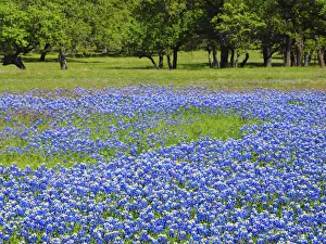 Springtime bloom of bluebonnets and paintbrush near Lake Buchanan Dam, Texas Hill Country Springtime bloom of bluebonnets and paintbrush near Lake Buchanan Dam, Texas Hill Country