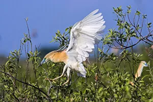 Images Dated 16th May 2006: Squacco Heron (Ardeola ralloides) in the Danube Delta in flight..Europe, Eastern Europe
