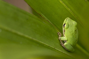 Squirrel tree frog, Everglades National Park, Florida Squirrel tree frog, Everglades National Park, Florida