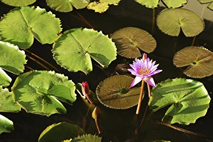 Sri Lanka, Dambulla, Water Lily (Nymphaeaceae) Sri Lanka, Dambulla, Water Lily (Nymphaeaceae)