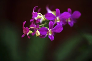 Sri-Lanka, Kandy, Peradeniya Botanical Gardens, orchids Sri-Lanka, Kandy, Peradeniya Botanical Gardens, orchids