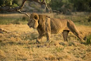 Chitabe Camp Gallery: Stalking male lion