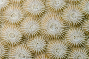 Star Coral (Montastraea sp.), Coral Reef, Koro Island, Fiji. South Pacific Star Coral (Montastraea sp.), Coral Reef, Koro Island, Fiji. South Pacific