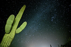 Star filled night sky with saguaro cactus over Organ Pipe Cactus National Monument Star filled night sky with saguaro cactus over Organ Pipe Cactus National Monument