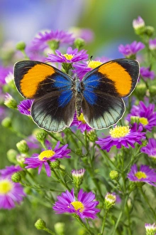 The star sapphire butterfly, callithea saphira The star sapphire butterfly, callithea saphira