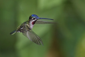 <b class=qtipBold><figcaption>Star-throated Hummingbird</figcaption></b><br><em>© Ken Archer / DanitaDelimont.com</em> Star-throated Hummingbird