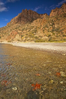 Starfish along the shoreline of Isla Carmen in the Gulf of California near Loreto Mexico Starfish along the shoreline of Isla Carmen in the Gulf of California near Loreto Mexico