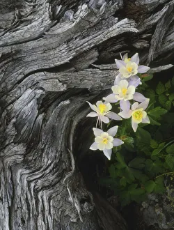 The state flower of Colorado, the columbine, blooms all summer in the Rocky Mountains The state flower of Colorado, the columbine, blooms all summer in the Rocky Mountains