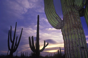 Stately saguaro cacti stand against the sunset sky, Saguaro National Park, near Tucson Stately saguaro cacti stand against the sunset sky, Saguaro National Park, near Tucson