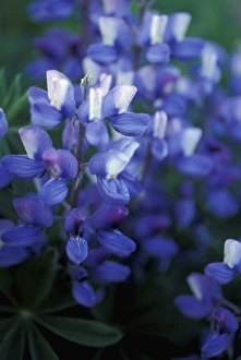 Steese Highway, AK. Arctic Lupine, Lupinus arcticus. White Mountains Steese Highway, AK. Arctic Lupine, Lupinus arcticus. White Mountains