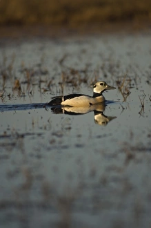 stellers eider, Polysticta stelleri, (endangered) male on a freshwater lake stellers eider, Polysticta stelleri, (endangered) male on a freshwater lake