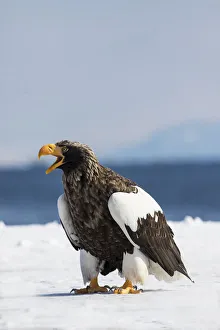 Stellers Fish Eagle wintering on the Shiretoko Peninsula, Hokkaido, Japan Stellers Fish Eagle wintering on the Shiretoko Peninsula, Hokkaido, Japan