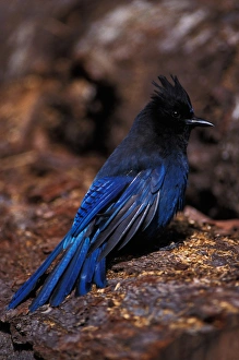 stellers jay, Cyanocitta stelleri, in Kenai Fjords National Park, southcentral stellers jay, Cyanocitta stelleri, in Kenai Fjords National Park, southcentral