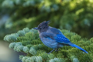 Stellers Jay perched on a Fir Bough at Mammoth Lakes California Stellers Jay perched on a Fir Bough at Mammoth Lakes California