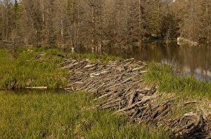 Part of a stick-and-mud dam across a stream with conical house indicates a beaver Part of a stick-and-mud dam across a stream with conical house indicates a beaver