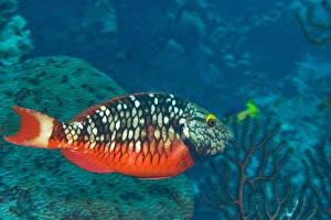 Stoplight Parrotfish (Sparisoma varide) Hol Chan Marine Preserve, Belize Barrier Stoplight Parrotfish (Sparisoma varide) Hol Chan Marine Preserve, Belize Barrier
