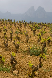 Storm clouds over the Penas Jembrez mountains with a vineyard in the foreground in Storm clouds over the Penas Jembrez mountains with a vineyard in the foreground in