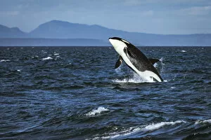 Straight of Juan de Fuca, Southern resident killer whale breaching